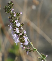 Clinopodium nepeta