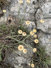 Helichrysum chionosphaerum
