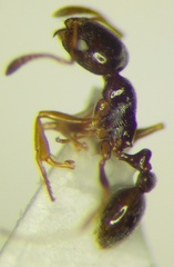 Cardiocondyla stambuloffii