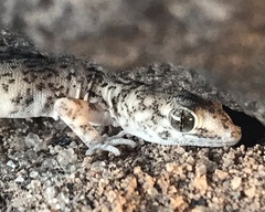 Phyllodactylus gerrhopygus