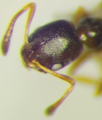 Cardiocondyla stambuloffii