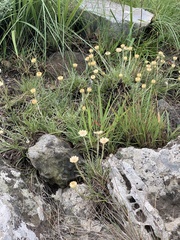 Helichrysum chionosphaerum