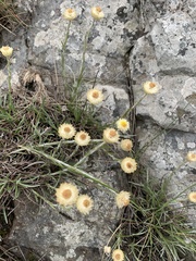 Helichrysum chionosphaerum