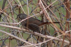 Passerella iliaca altivagans