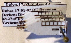 Cardiocondyla stambuloffii
