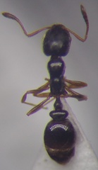 Cardiocondyla stambuloffii