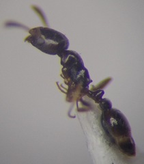 Cardiocondyla stambuloffii