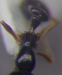 Cardiocondyla stambuloffii