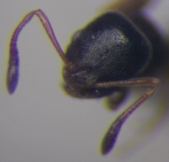 Cardiocondyla stambuloffii