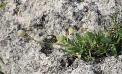 Silene vulgaris