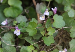 Cymbalaria muralis