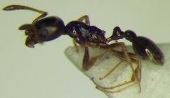 Cardiocondyla stambuloffii