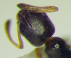 Cardiocondyla stambuloffii