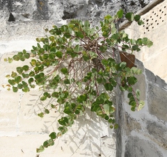 Capparis orientalis