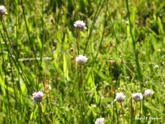 Armeria arenaria