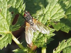 Macquartia grisea