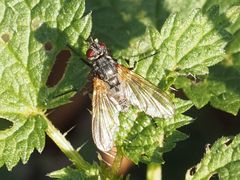 Macquartia grisea