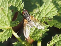 Macquartia grisea