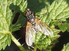 Macquartia grisea