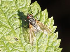 Macquartia grisea