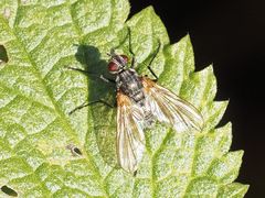 Macquartia grisea
