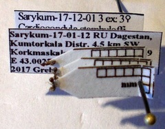 Cardiocondyla stambuloffii