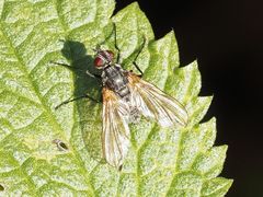 Macquartia grisea