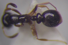 Cardiocondyla stambuloffii