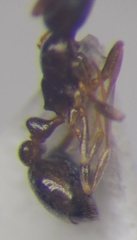 Cardiocondyla stambuloffii