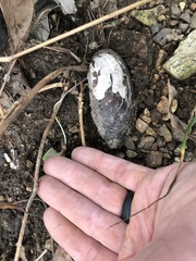 Sagittunio subrostratus