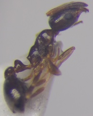 Cardiocondyla stambuloffii