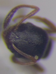 Cardiocondyla stambuloffii