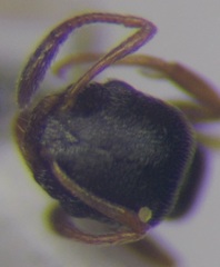 Cardiocondyla stambuloffii