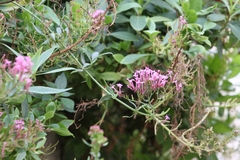 Centranthus ruber