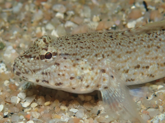 Incognito Goby photo 3