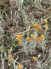 Helichrysum aureonitens