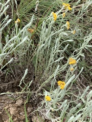 Helichrysum aureonitens