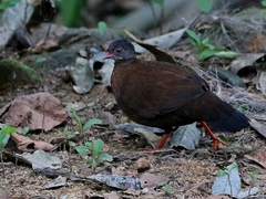 Galloperdix bicalcarata