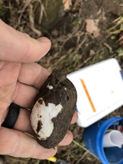 Sagittunio subrostratus