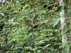 Ramphocelus nigrogularis