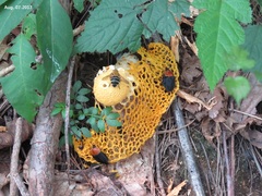 Necrophila brunnicollis