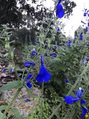 Salvia patens