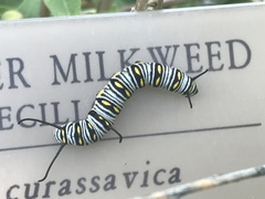 Danaus gilippus