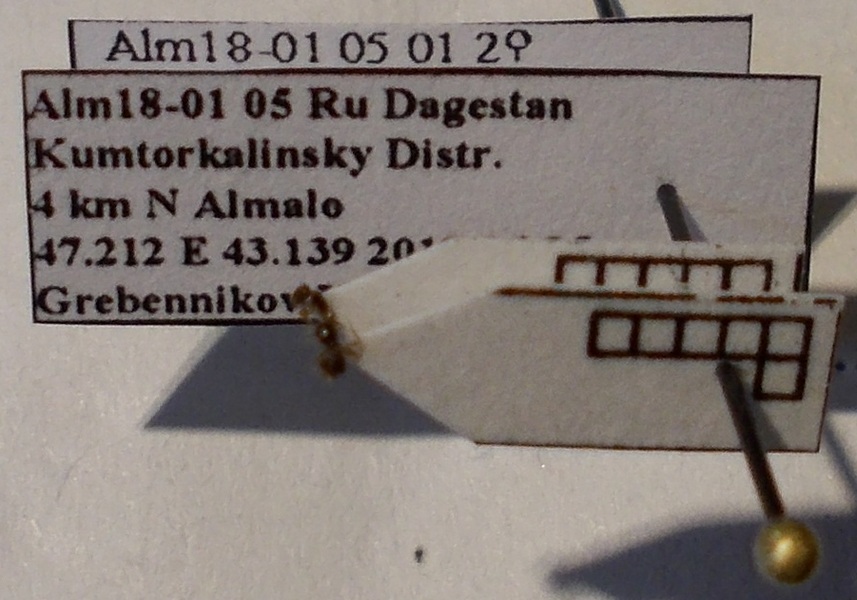 Cardiocondyla ulianini