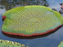 Victoria amazonica