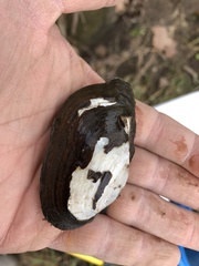 Sagittunio subrostratus