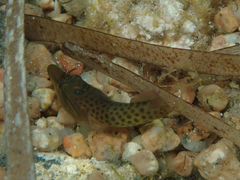 Lepadogaster lepadogaster