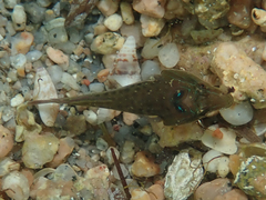 Lepadogaster lepadogaster
