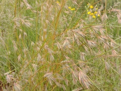 Themeda triandra