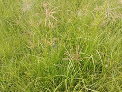 Eustachys paspaloides